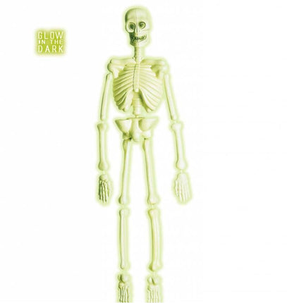 Halloweenaccessoires laboratorium skelet 90cm