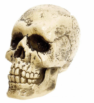 Horroraccessoires: Schedel (25 cm)