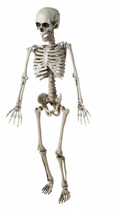 Horroraccessoires: Skelet kind 120 cm