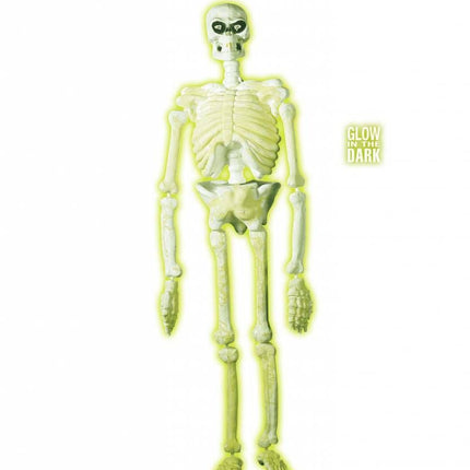 Halloweenaccessoires 3d plastic laboratorium skelet 150cm