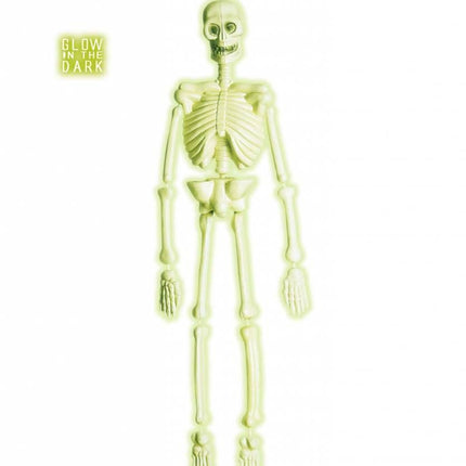 Halloweenaccessoires laboratorium skelet 90cm