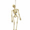Halloweenaccessoires: Opgehangen skelet 40 cm
