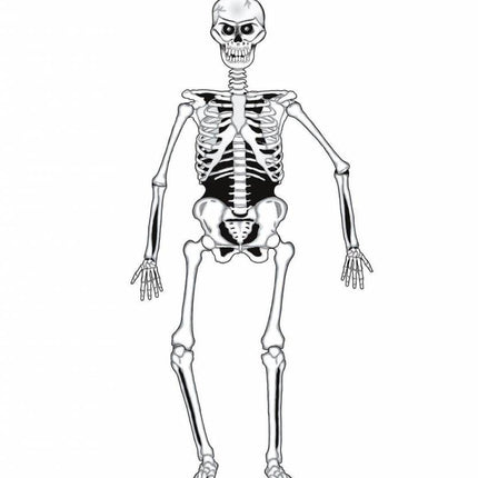 Halloweenaccessoires skelet decoratiecm
