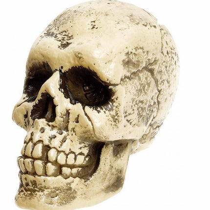 Horroraccessoires: Schedel (25 cm)